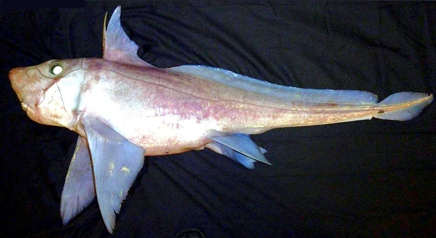 Hydrolagus affinis_08.jpg
